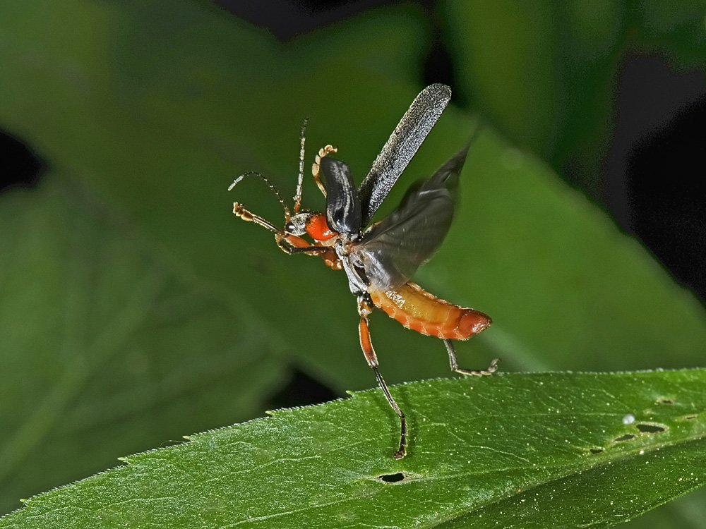 Fasi di volo di Cantharis pellucida